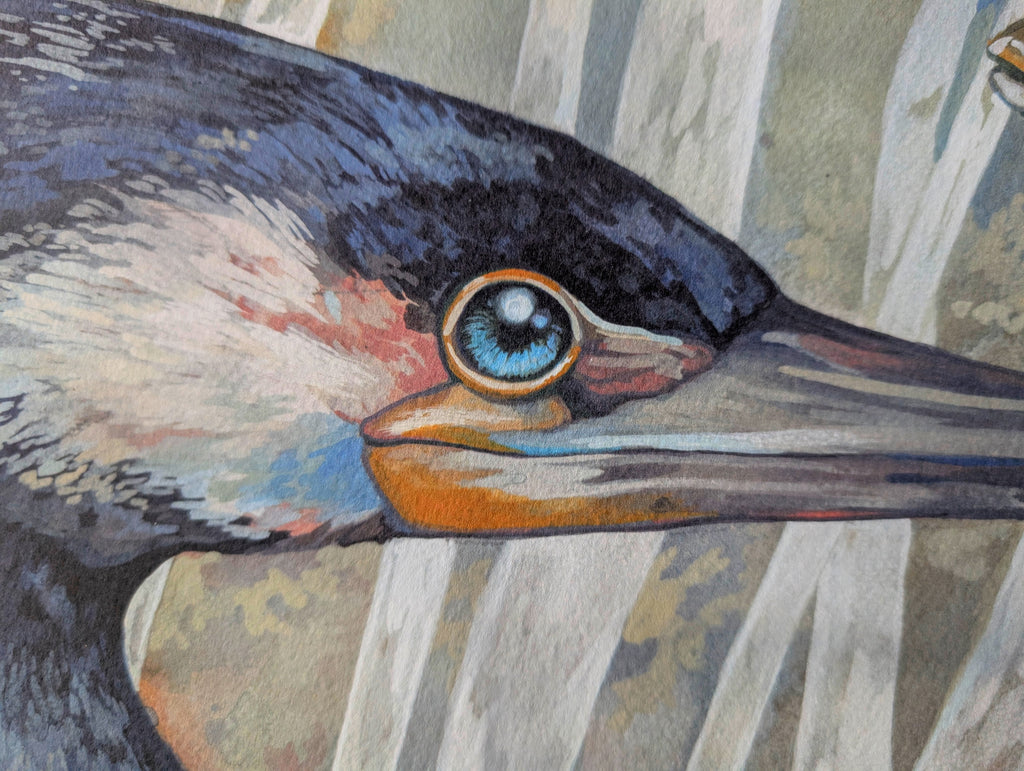 Cormorant & Fish, Coastal Wildlife A3 Art Print