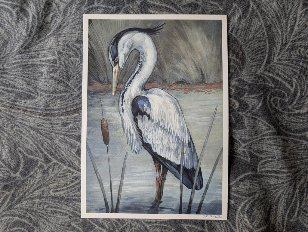 Grey Heron , British Birds Illustration, A3 Print