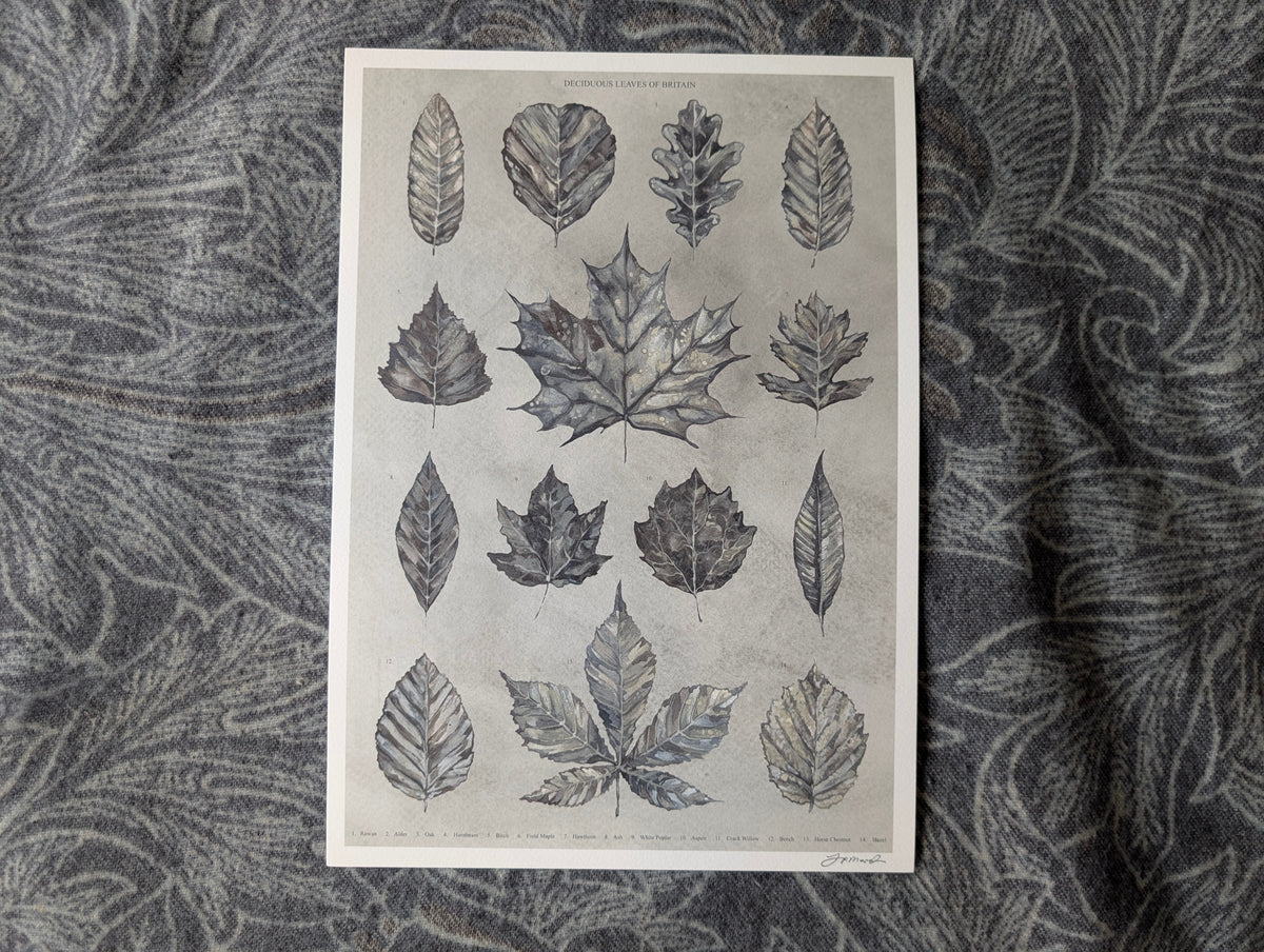 British Botanical Art Print, Leaves of Britain Natural History Wall Art, A3 Print