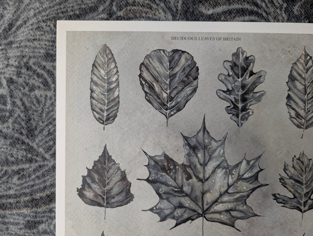 British Botanical Art Print, Leaves of Britain Natural History Wall Art, A3 Print