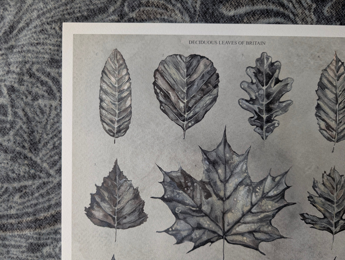 British Botanical Art Print, Leaves of Britain Natural History Wall Art, A3 Print