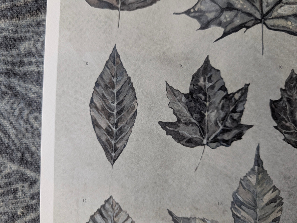 British Botanical Art Print, Leaves of Britain Natural History Wall Art, A3 Print