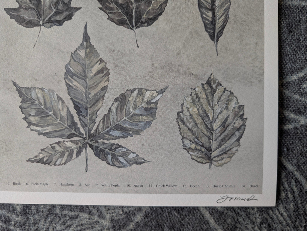 British Botanical Art Print, Leaves of Britain Natural History Wall Art, A3 Print